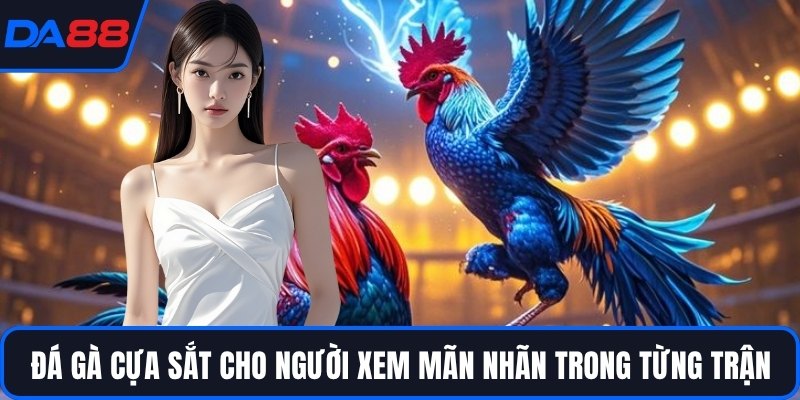 Đá gà cựa sắt cho người xem mãn nhãn trong từng trận