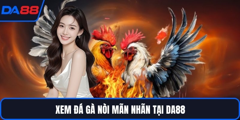 Xem đá gà nòi mãn nhãn tại DA88